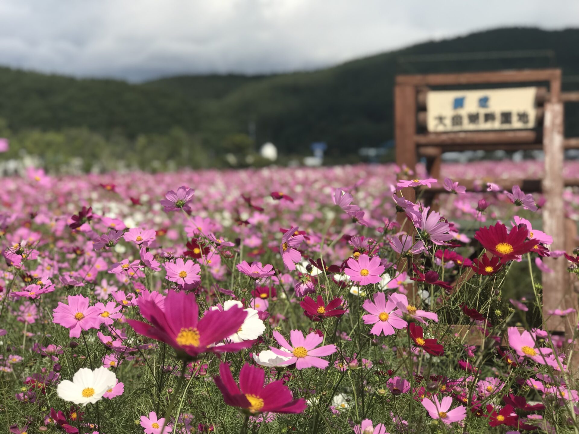 大曲湖畔園地